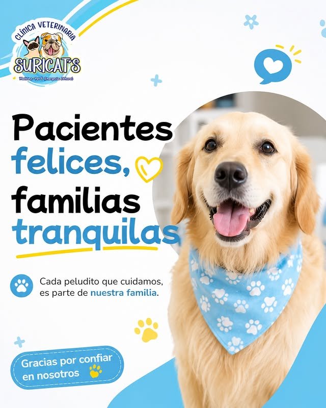 Llega un cachorro a casa: los 10 primeros días que definen todo