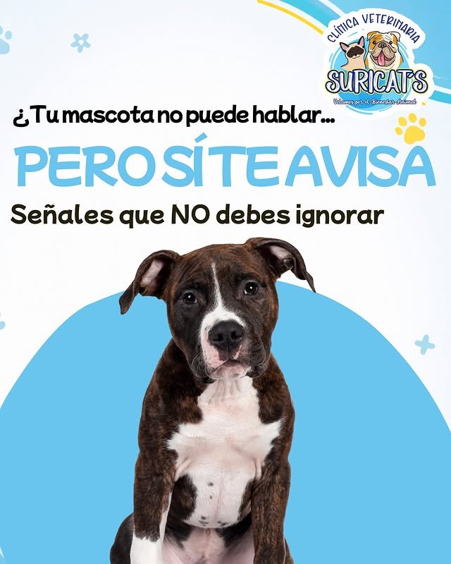 5 señales de que tu mascota necesita atención veterinaria urgente
