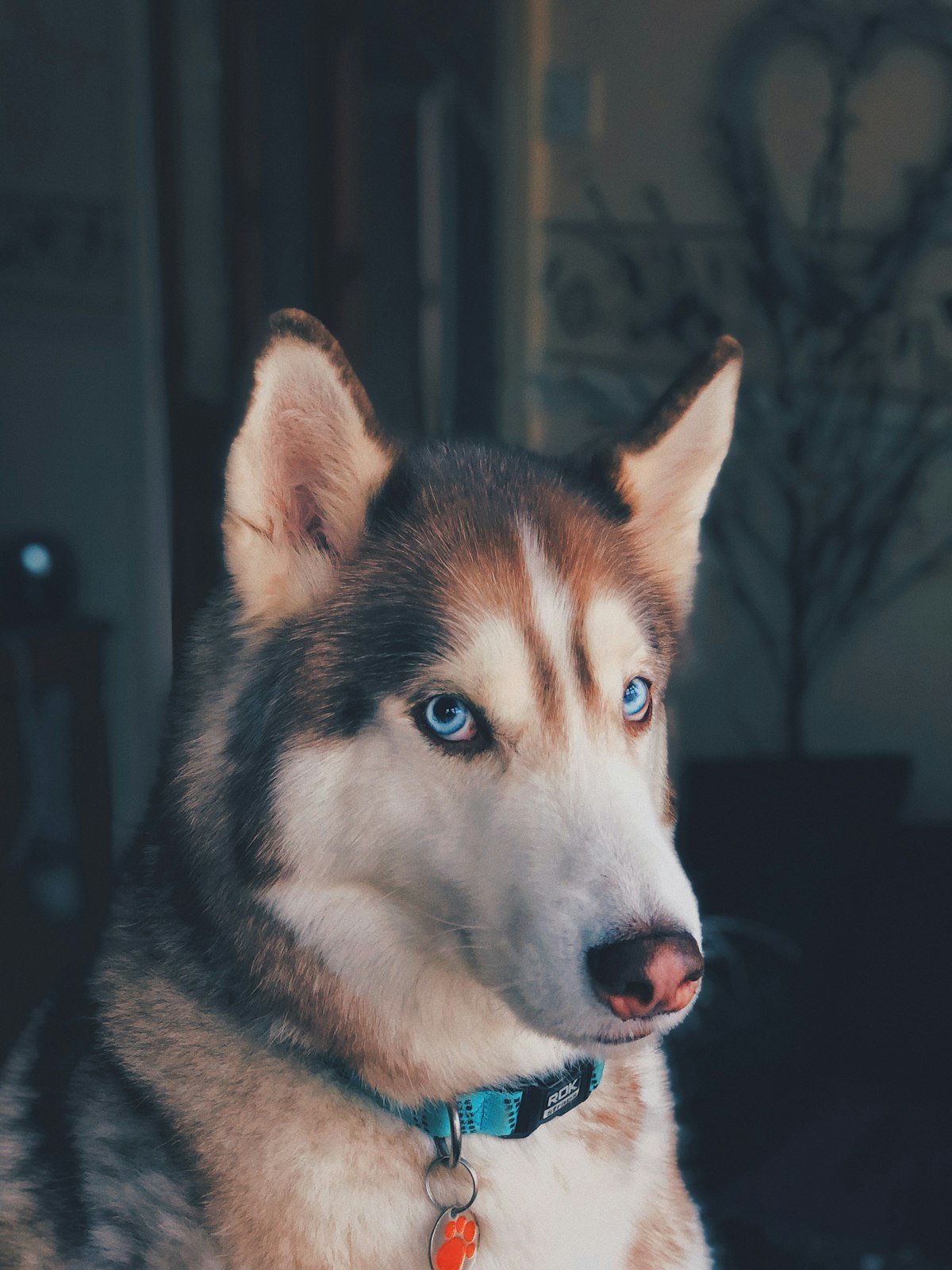 12 alimentos comunes que son veneno para tu perro o gato